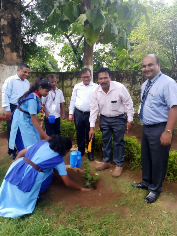 tree plantation 