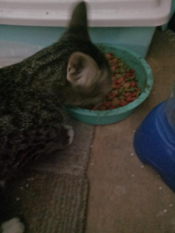 ให้อาหารน้องแมว