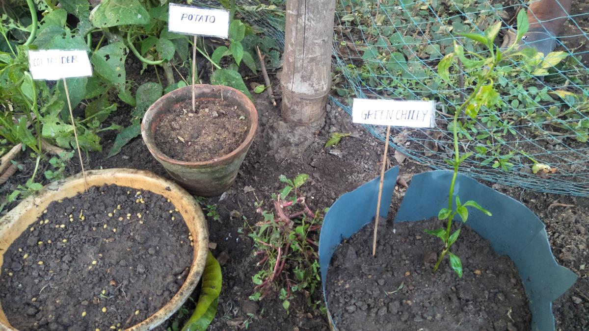 Making kitchen garden