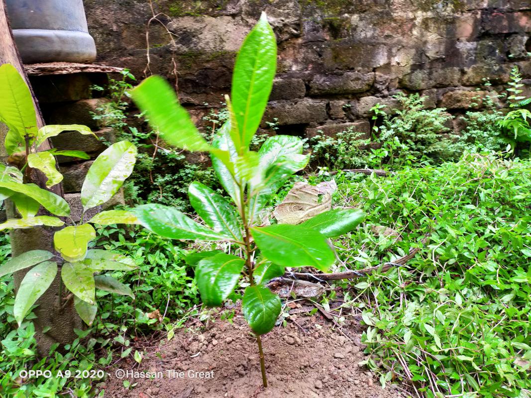 আন্তর্জাতিক শান্তি দিবস ২০২০ উপলক্ষে বৃক্ষ রোপণ কর্মসূচি।