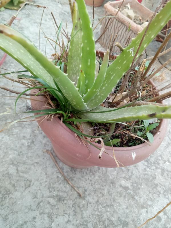 "প্লাস্টিক টাইড টার্নার চেলেঞ্জ ব্যাজ"-পারম্ভারিক পর্যায়,ধাপ-০২>কারুকাজ।