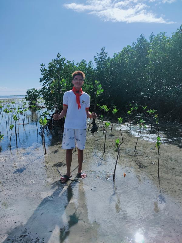 Mangrove Tree planting(75476)