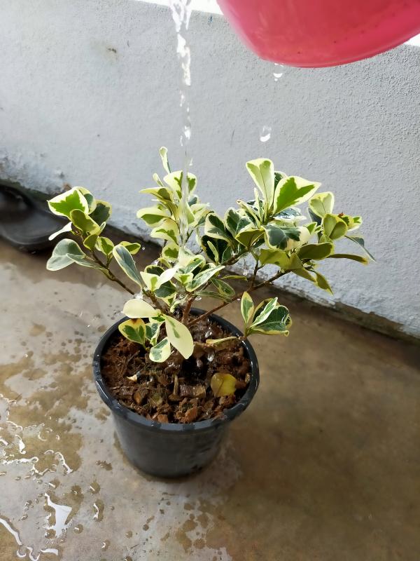 รดน้ำต้นไม้