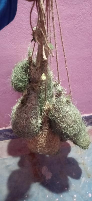 Preparing nests for Birds