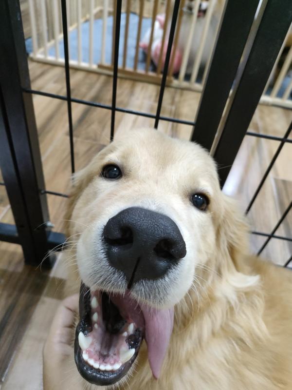 ดูแลหมา