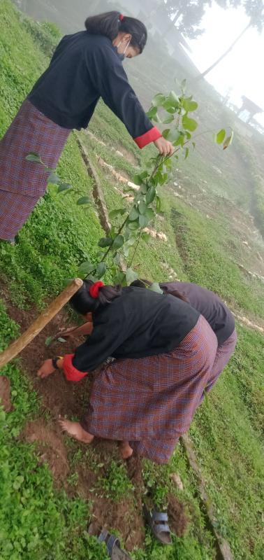 My  Contribution to Nature 