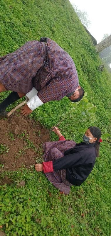 Nagor scouts plants 2256 Fruit plants