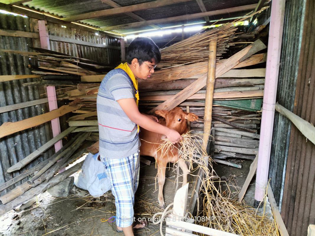 collect foods for sick cow 