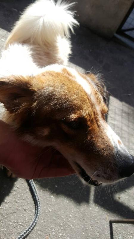 Visit To PAWS