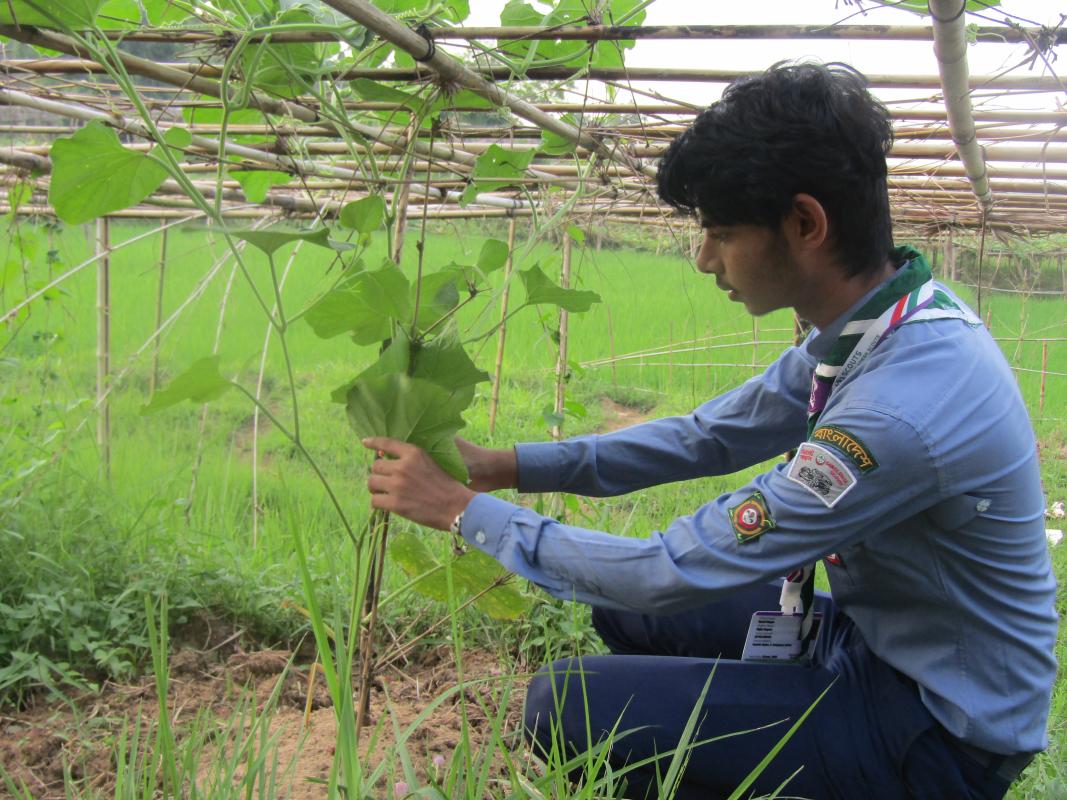 সবজি গাছের পরিচর্যা