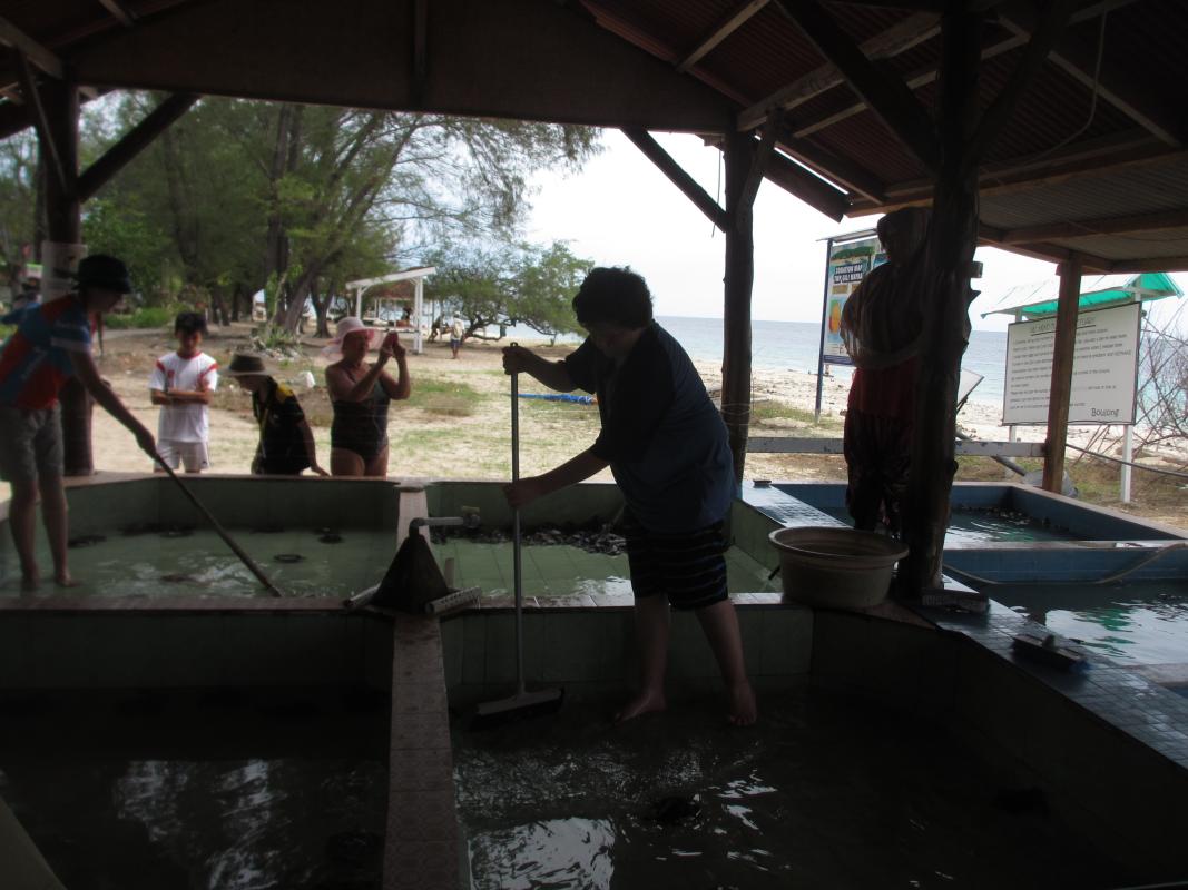 Lombok Turtle Rescue (Find And Rescue Turtle eggs) ~ Part 2