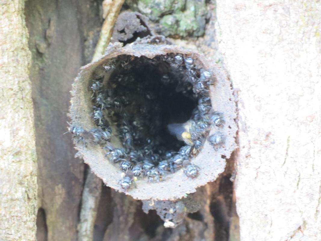 Increasing the population of native bees in our community