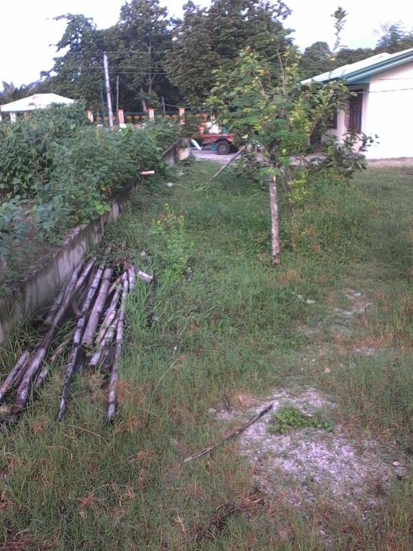 "OMG! Oh My Gulay!" - National Greening Program