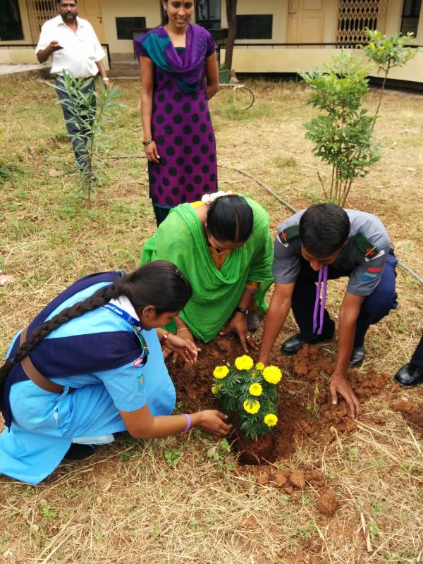 Sapling Plantation  