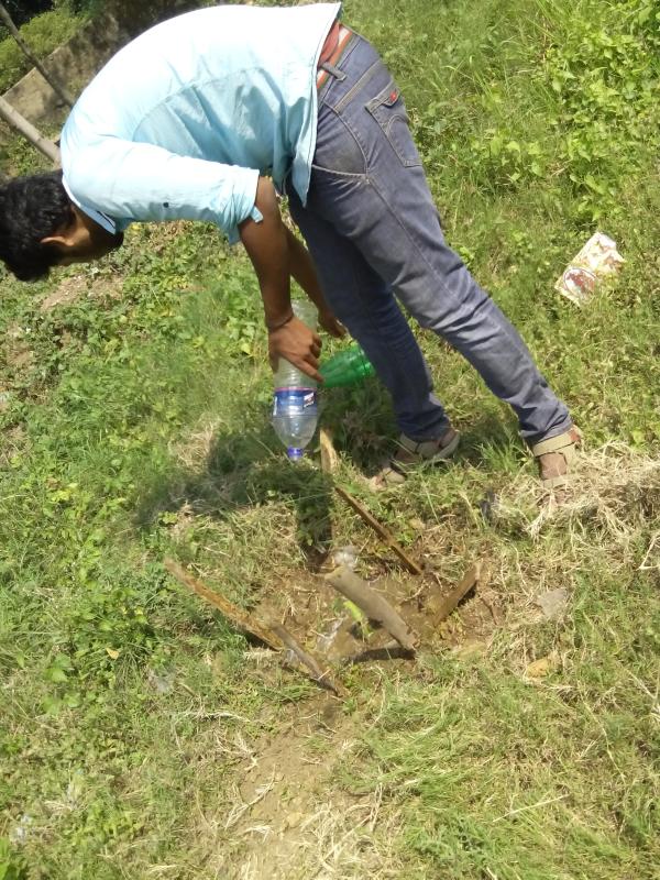 maintain tree plantation 