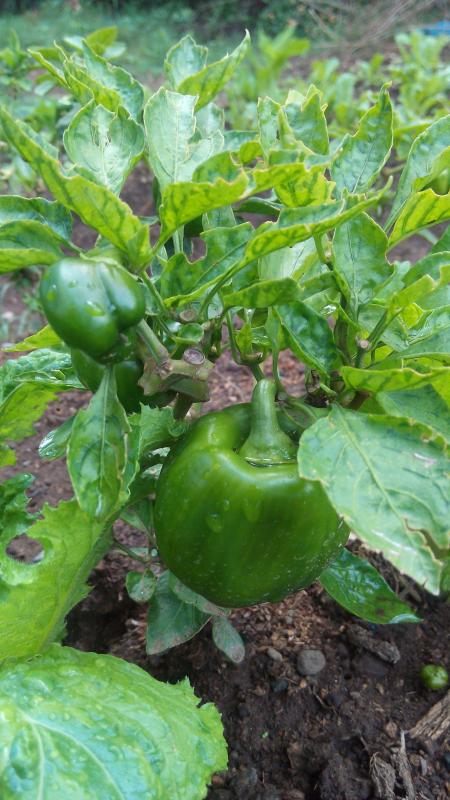 Food for life - Morogoro 