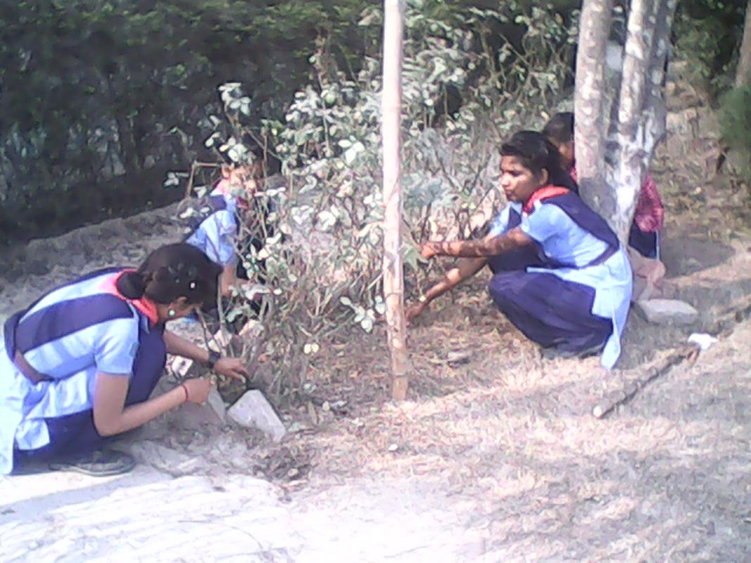 Tree plantation