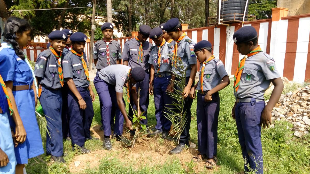 Tree plantation