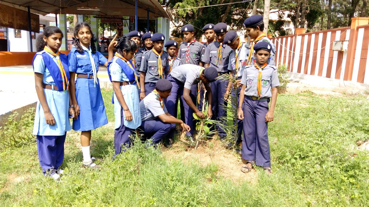 Tree plantation