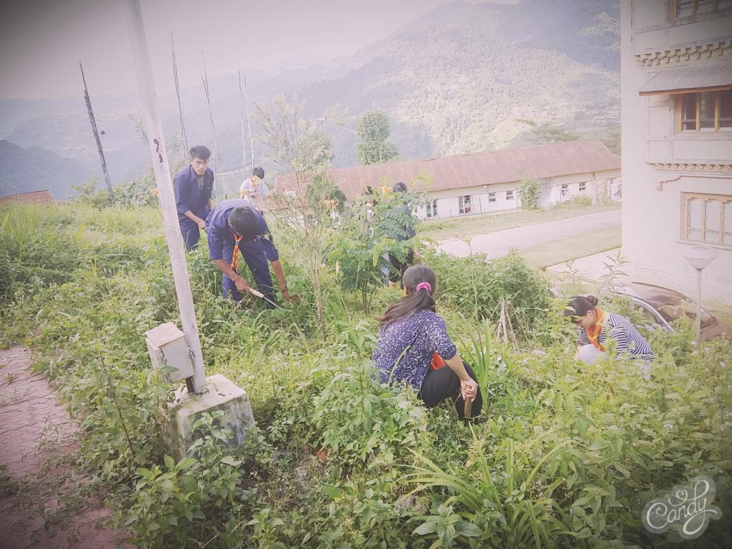 Adoption of Saplings 