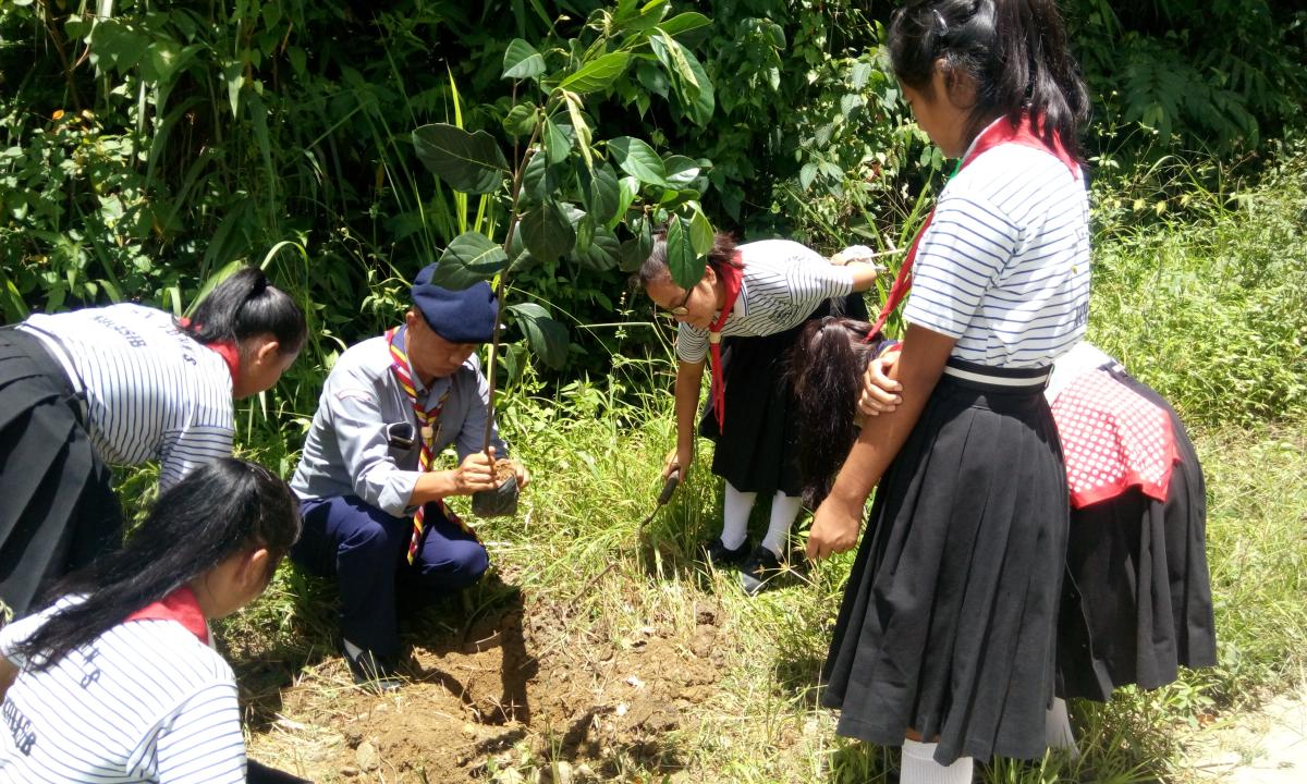 MASS TREE PLANTATION