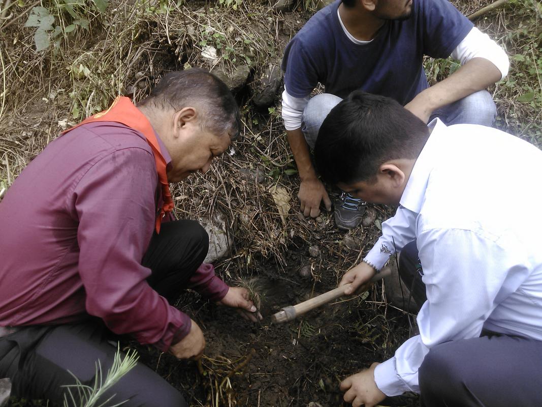 Tree plantation