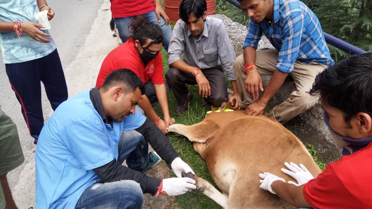 Save animals