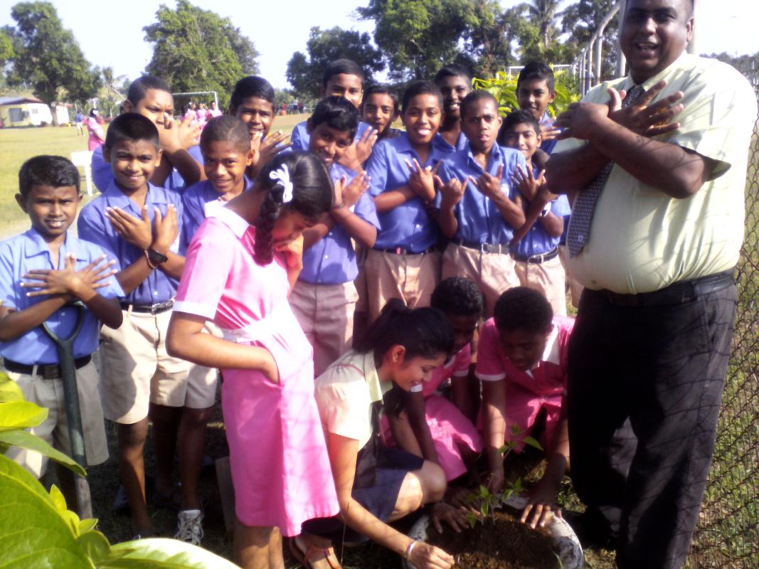 Peace Tree - In recognition of International Peace Day