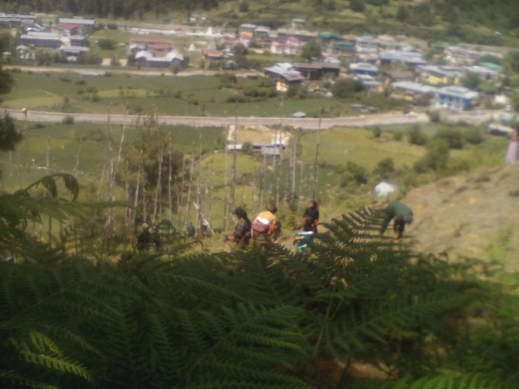 Way towards  green Bhutan 