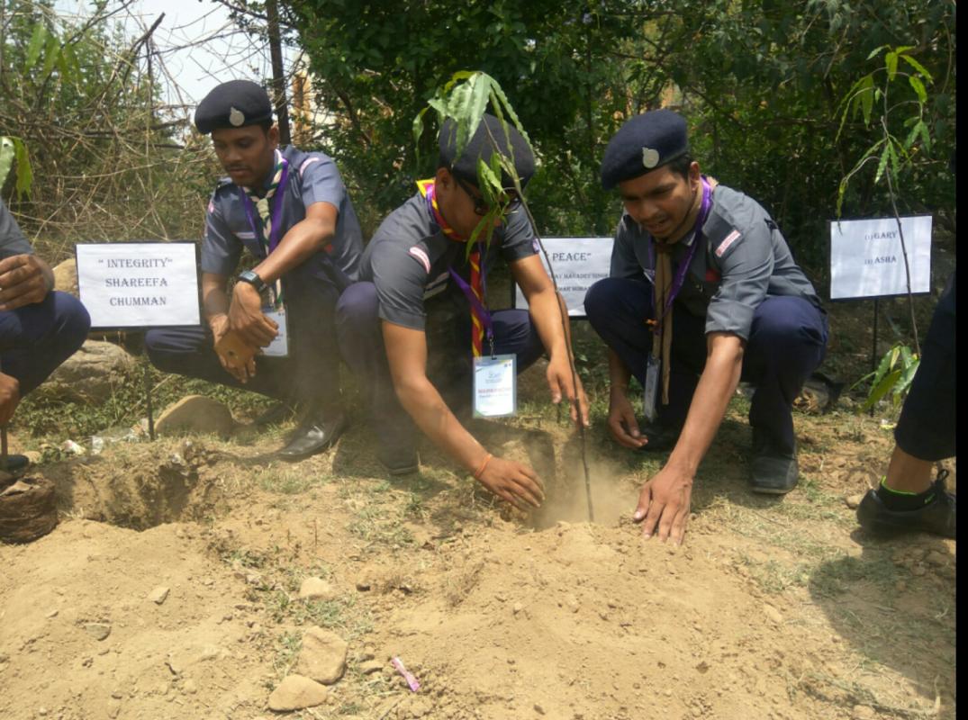 Tree plantation