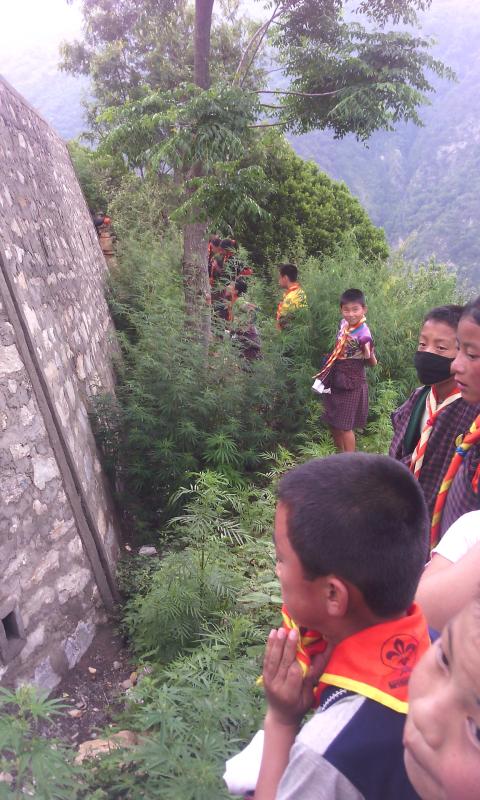 uprooting of Marijuana plants