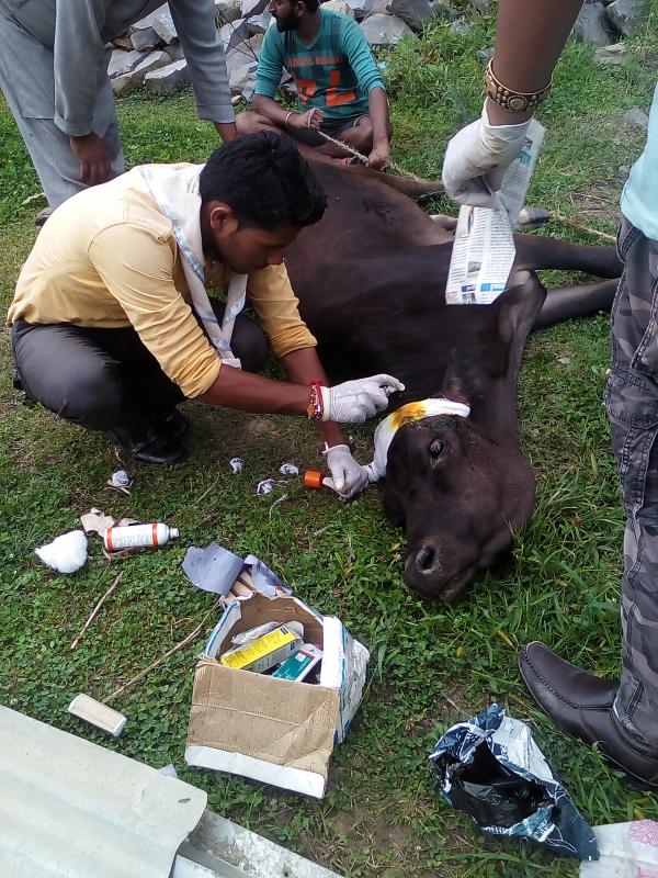 Save Animals