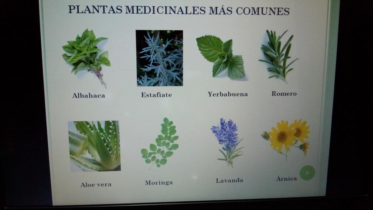 Farmacia Verde