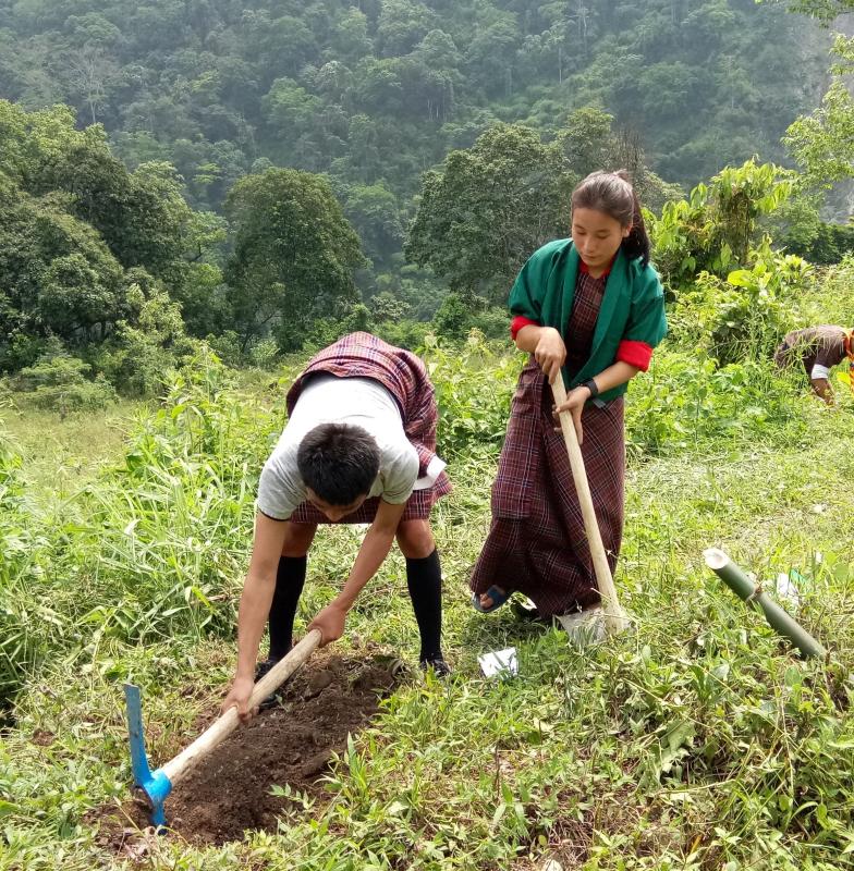 Plantation of saplings around school campus