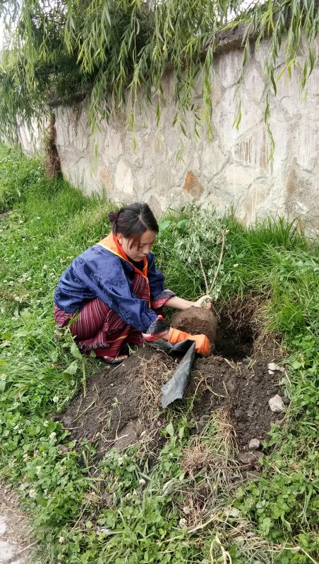 Plantation of plant yearly 