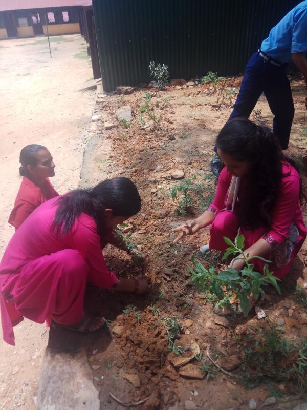 Plantation Around School Area