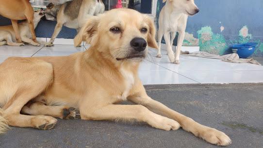 AMICÃO