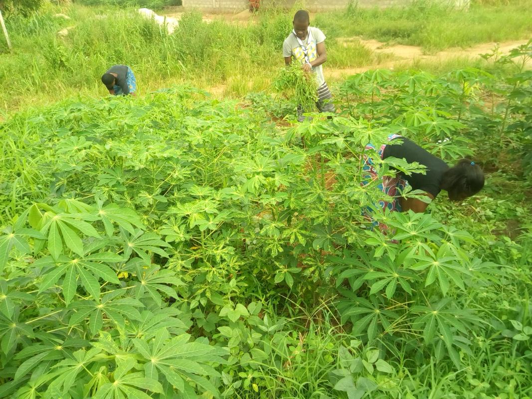 Sharing experiences with farmers in two rural communes in Togo - Partage d'expériences avec les cultivateurs de deux communes rurales au Togo