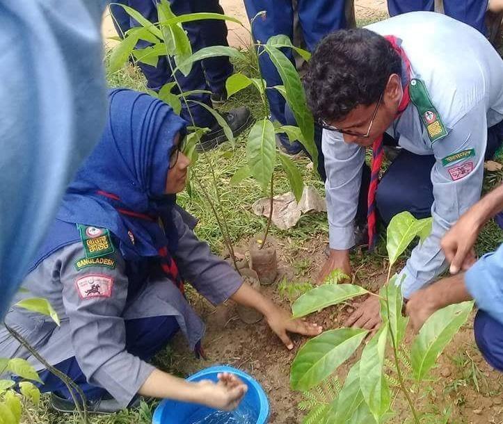 Tree Plantation 