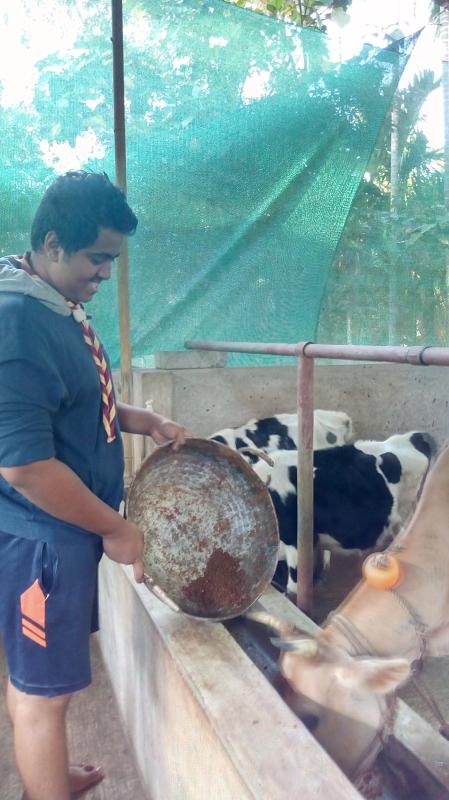 cleaning program and service to cow