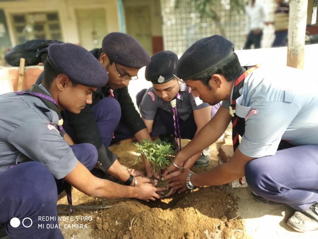 Tree Plantation 