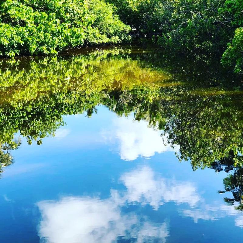 protect mangrove forest