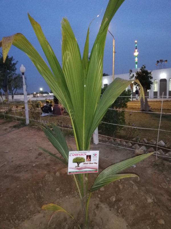 Tree Plantation 