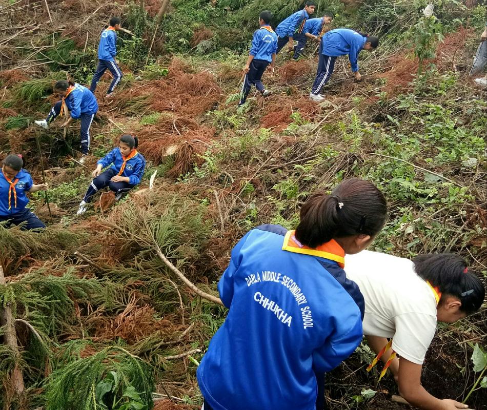 Mass plantation 
