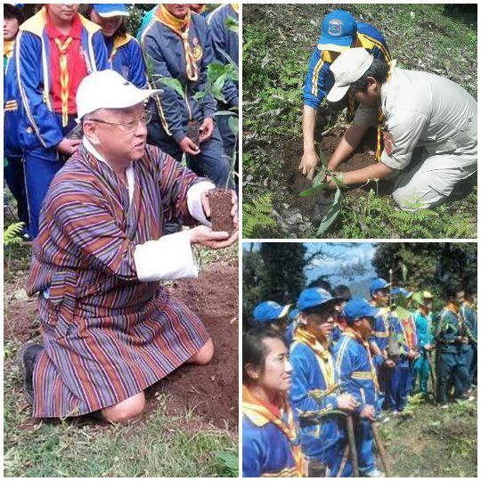 Tree plantation 