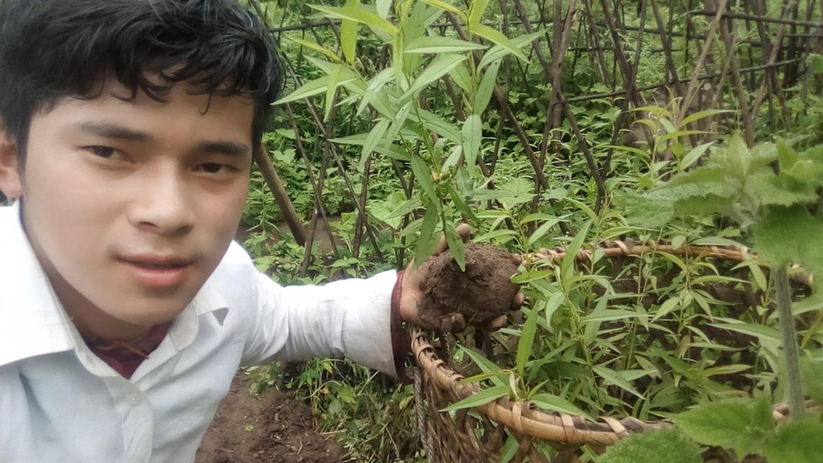 Planting 50 trees