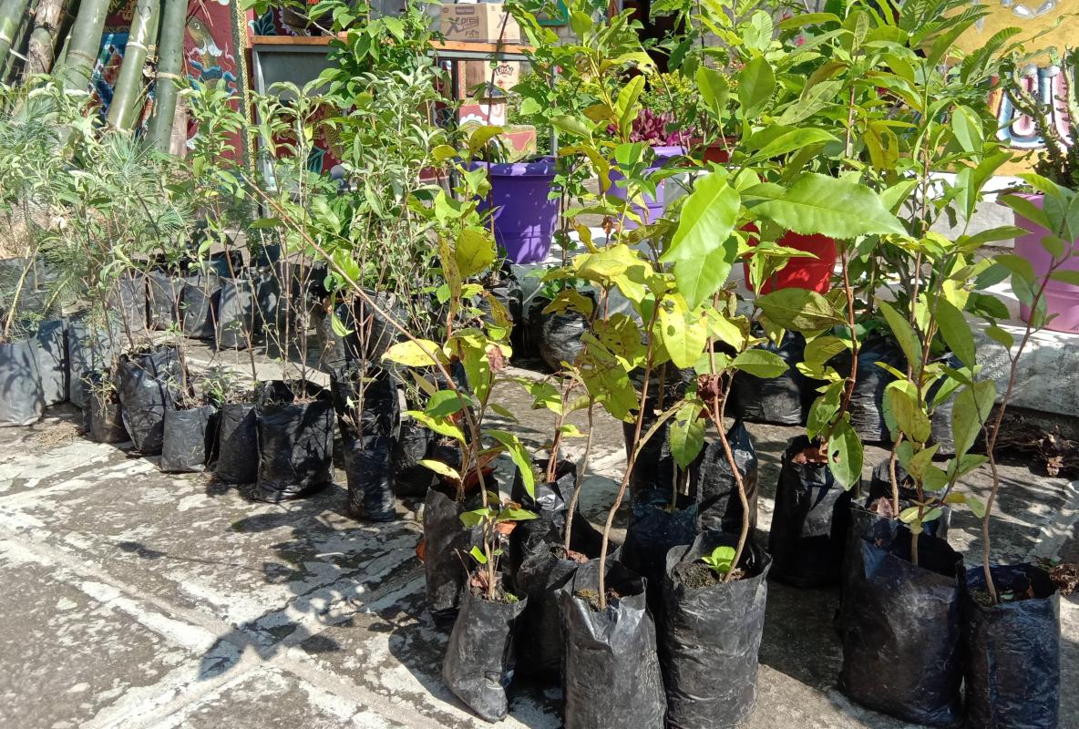 Social Forestry Day celebration at Jampeling CS