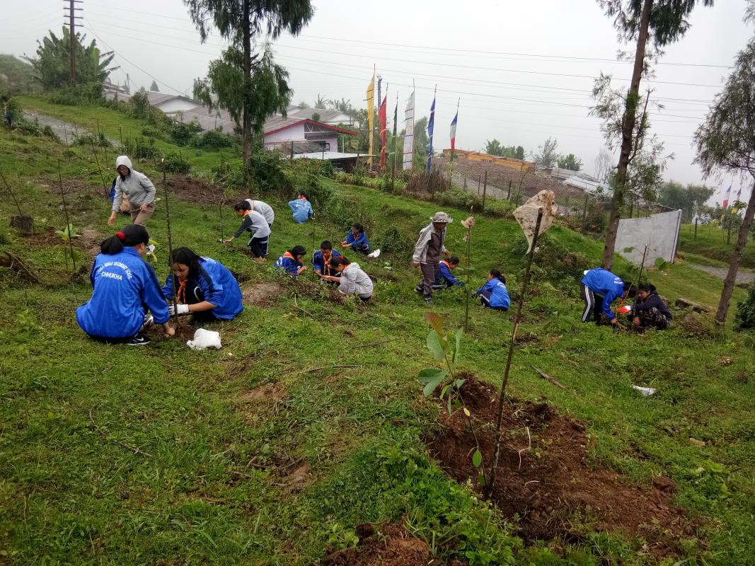 reforest