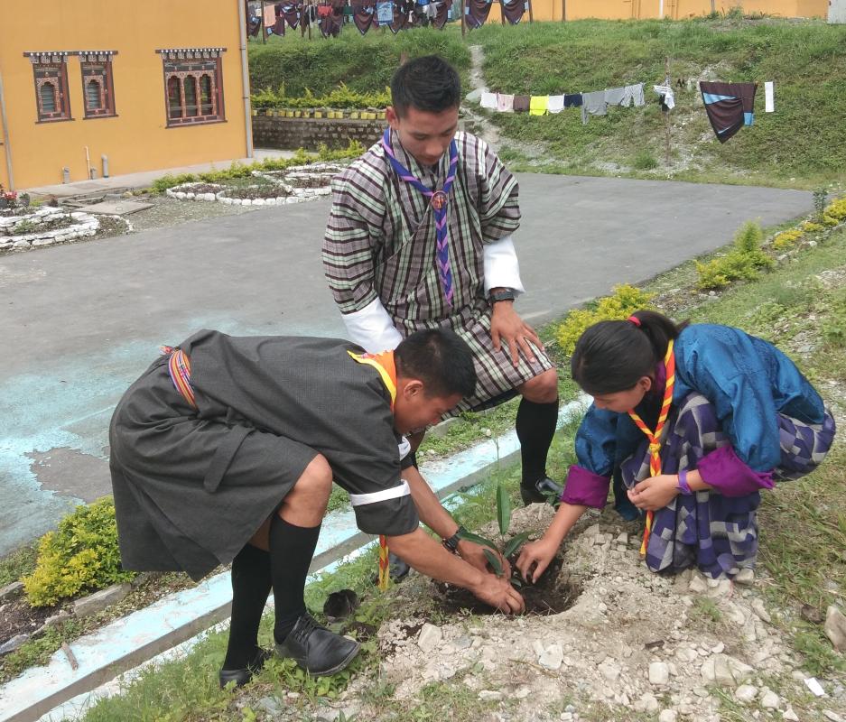 Tree Plantation