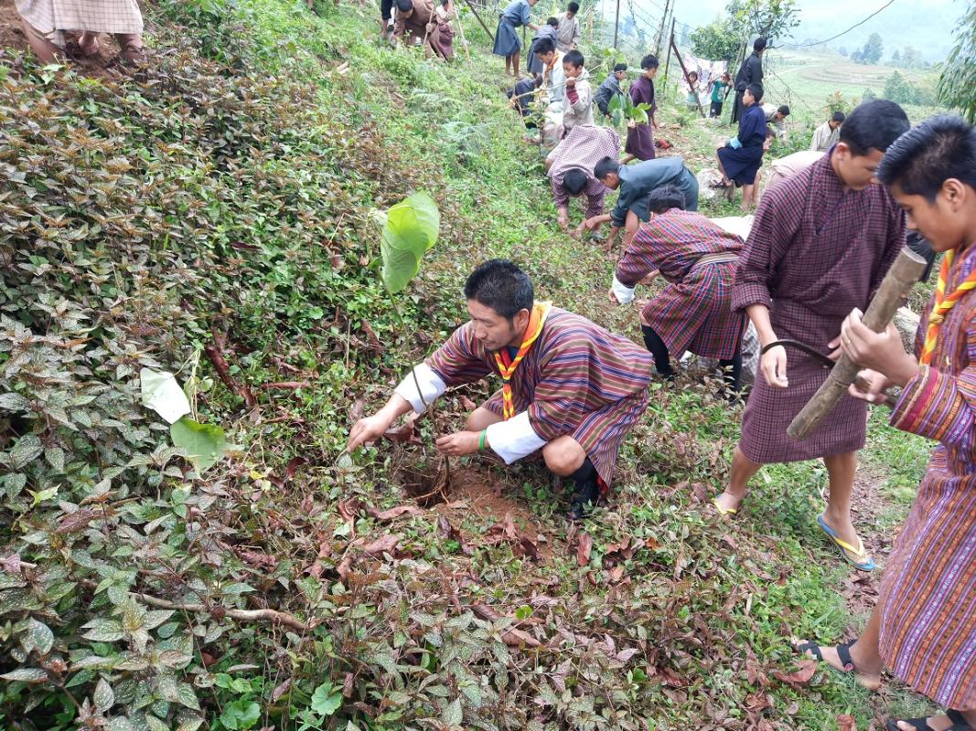 Tree Plantation
